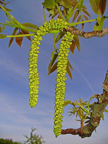 Male catkins just before flowering