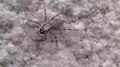 File:Jumping spider (Menemerus brachygnathus (Thorell)).webm