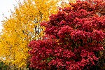 Thumbnail for File:Juneberry and aspen trees in Tuntorp 1.jpg