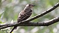 Juvenile Spotted Flycatcher (Muscicapa striata) (8).jpg