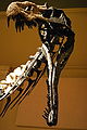 KDDM Suchomimus Skull.jpg