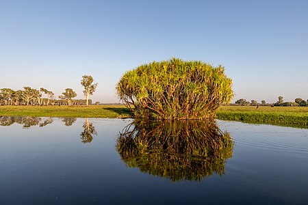 Ngurrungurrudjba (Yellow Water) in Kakadu National Park, Northern Territory, Australia