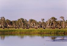 Un grupo de caballos pastando en un campo con un lago en primer plano y un bosque en el fondo