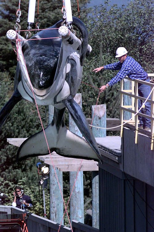 Keiko is weighed as he is loaded into his specially made transport tank at the Oregon State Aquarium, on September 9, 1998.