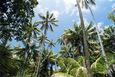 Howea forsteriana dans son habitat naturel (ile de Lord Howe)