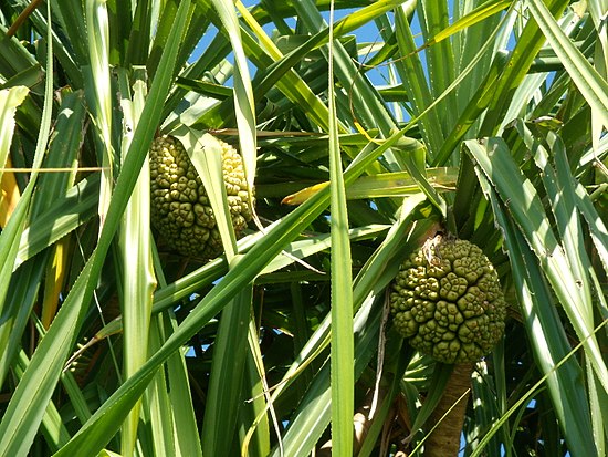 Пандан что это. Pandanus odoratissimus. Pandanus tectorius. Пандан ароматнейший. Пандан (растение).