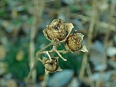 Fruits