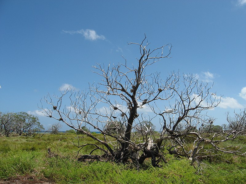 File:Kiribati(061).JPG