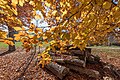 English: Beeches and dead alderwood Deutsch: Buchen und Erlenstämme