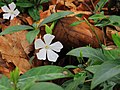 * Nomination: Vinca minor. A beautiful white selection in semi-shade.-- Famberhorst 04:44, 21 April 2014 (UTC) Sharpening haloes on the flower? Mattbuck 13:33, 27 April 2014 (UTC)  Comment I do not QI. -- Famberhorst 16:35, 27 April 2014 (UTC) * * Review needed