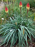 Miniatura para Kniphofia caulescens