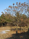 Thumbnail for File:Koelreuteria paniculata by winter.JPG