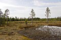 Bog, Koppången, Sweden