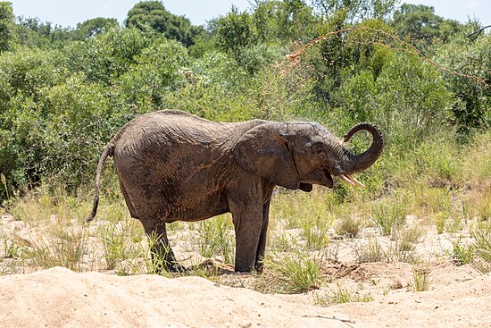 Voi ở Vườn quốc gia Kruger, Mpumalanga, Nam Phi Hình: Dietmar Rabich