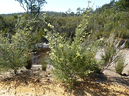 Kunzea ericifolia habit.jpg