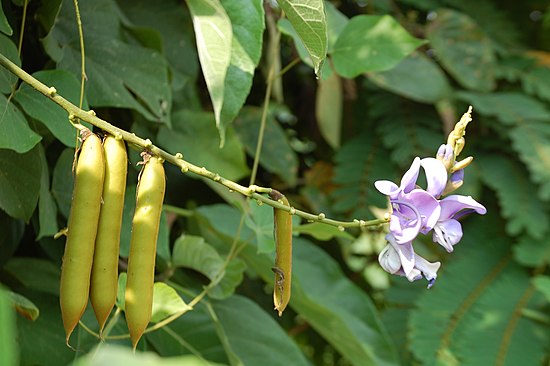 Плод фасоли. Лобия Бобы. Dolichos Lablab. Семейство бобовые (Fabaceae). Lablab purpureus.