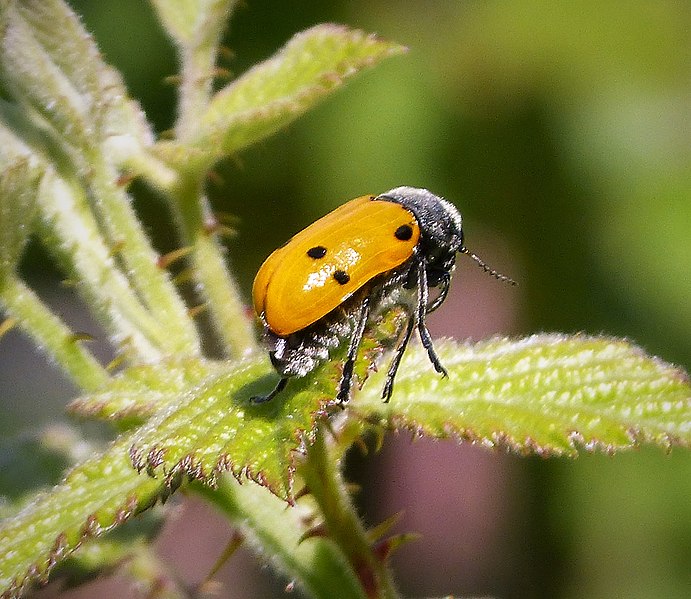 File:Lachnaia italica. Chrysomelidae (44210335574).jpg