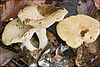 Lactarius pallidus 77603.jpg