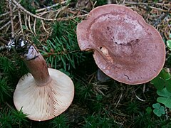 Lactarius rufus T66.jpg