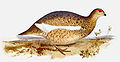 Lagopus Rupestris