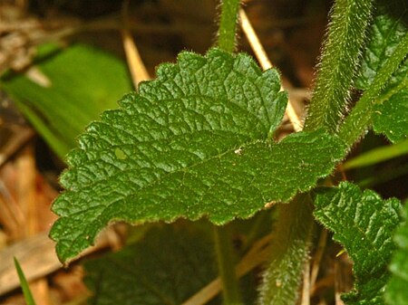 Lamiaceae - Melittis melissophyllum-1.JPG