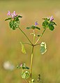 Lamium purpureum, Purpuurnäädel