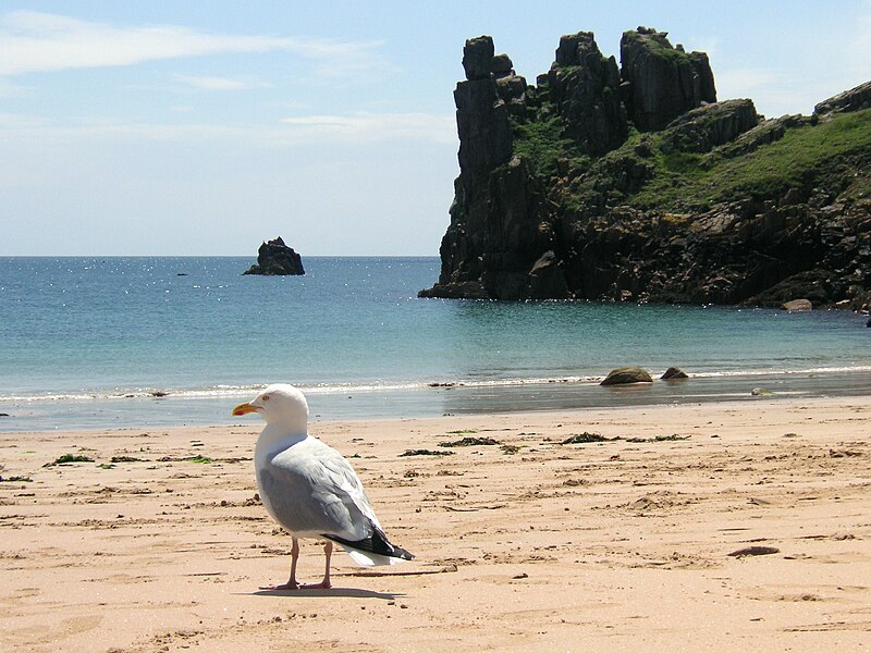 File:Larus argentatus Beauport beach.JPG