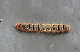 Caterpillar