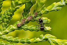Un insecte noir sur une plante proche de plusieurs petits insectes bruns.