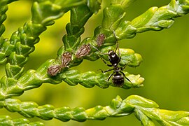 Lasius niger (Black Garden Ant) Image is also a Featured picture of Hemiptera