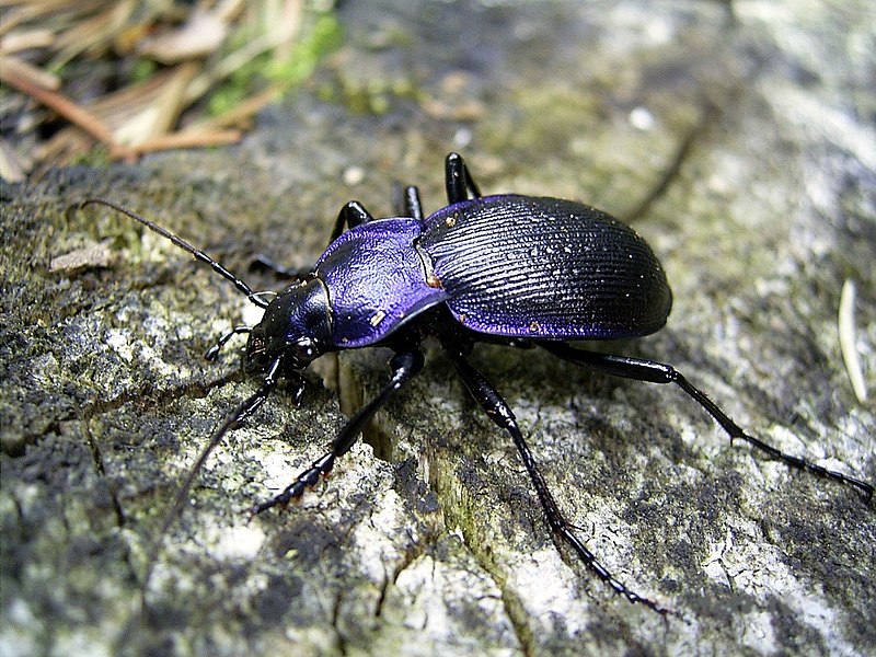 File:Laufkäfer Carabus problematicus.jpg