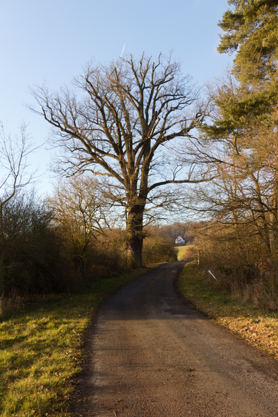 File:Lauterbach Rudlos Cemetery Quercus Jan a.png