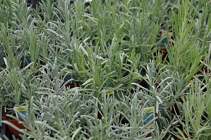 File:Lavandula intermedia Provence 3zz.jpg