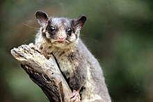 A taxidermied male Leadbeater's possum