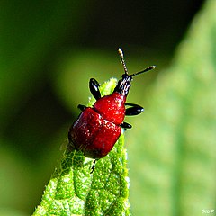 Description de l'image Leaf-Rolling Weevil (6218257381).jpg.