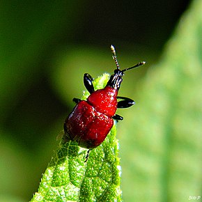 Leaf-Rolling Weevil (6218257381) .jpg -kuvan kuvaus.