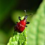 Miniatura para Homoeolabus analis