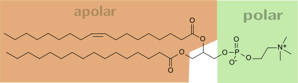 Phosphatidylcholin mit Palmitinsäure und der ungesättigten Ölsäure (POPC = Palmityloleylphosphatidylcholin)