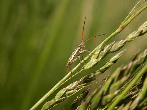 Unidentified Insect