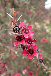 'Wiri Donna' cultivar, Auckland Botanic Gardens