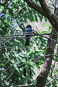 Lesser racket-tailed drongo