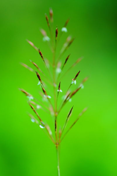 File:Lesser spear grass 00872.jpg