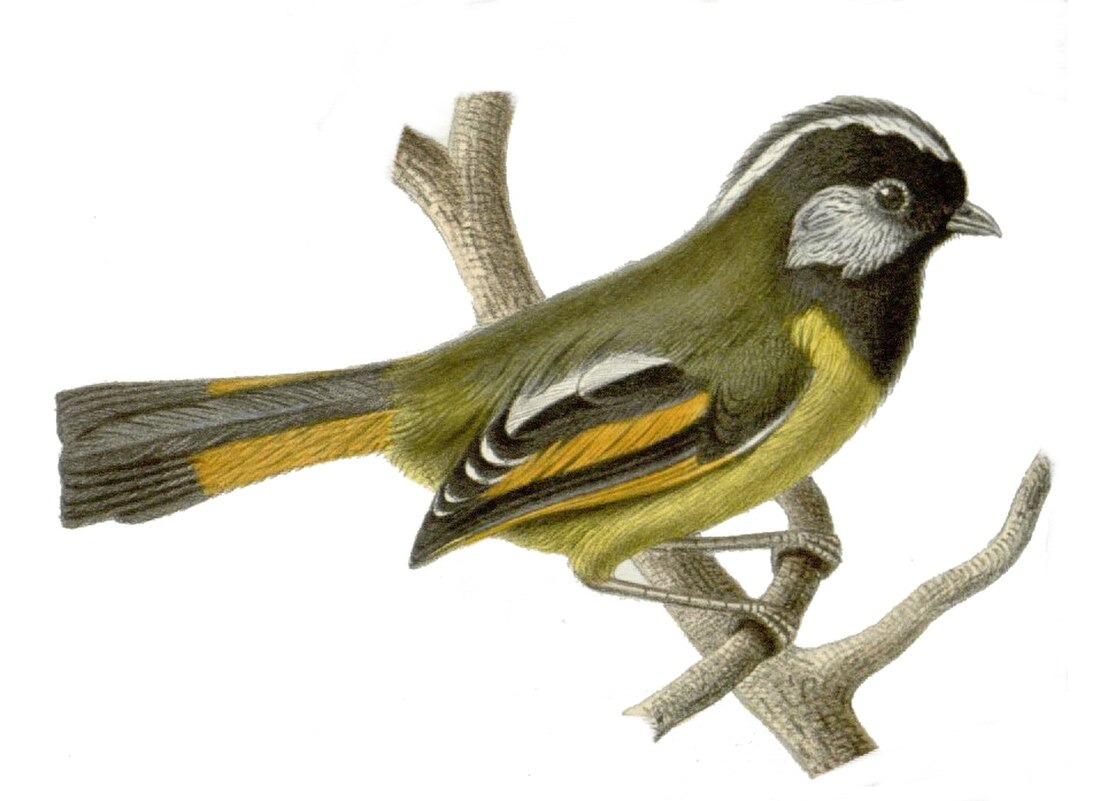 Lioparus chrysotis