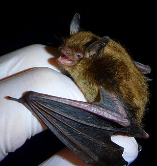 <span class="mw-page-title-main">Little brown bat</span> Species of mammal found in North America
