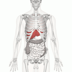 Posizione del fegato umano (in rosso) mostrata su un corpo maschile