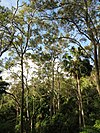 Palms & Spotted Gums, Horden Park, Palm Beach