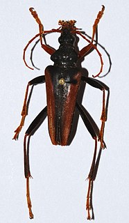 Apatophyseini Tribe of longhorn beetles