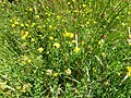 Lotus corniculatus