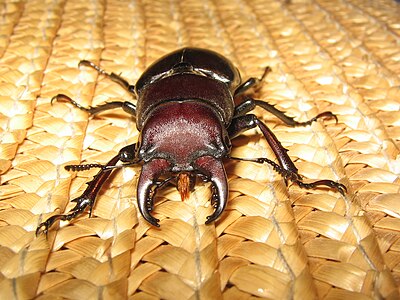 Front view of a Lucanus capreolus (male)