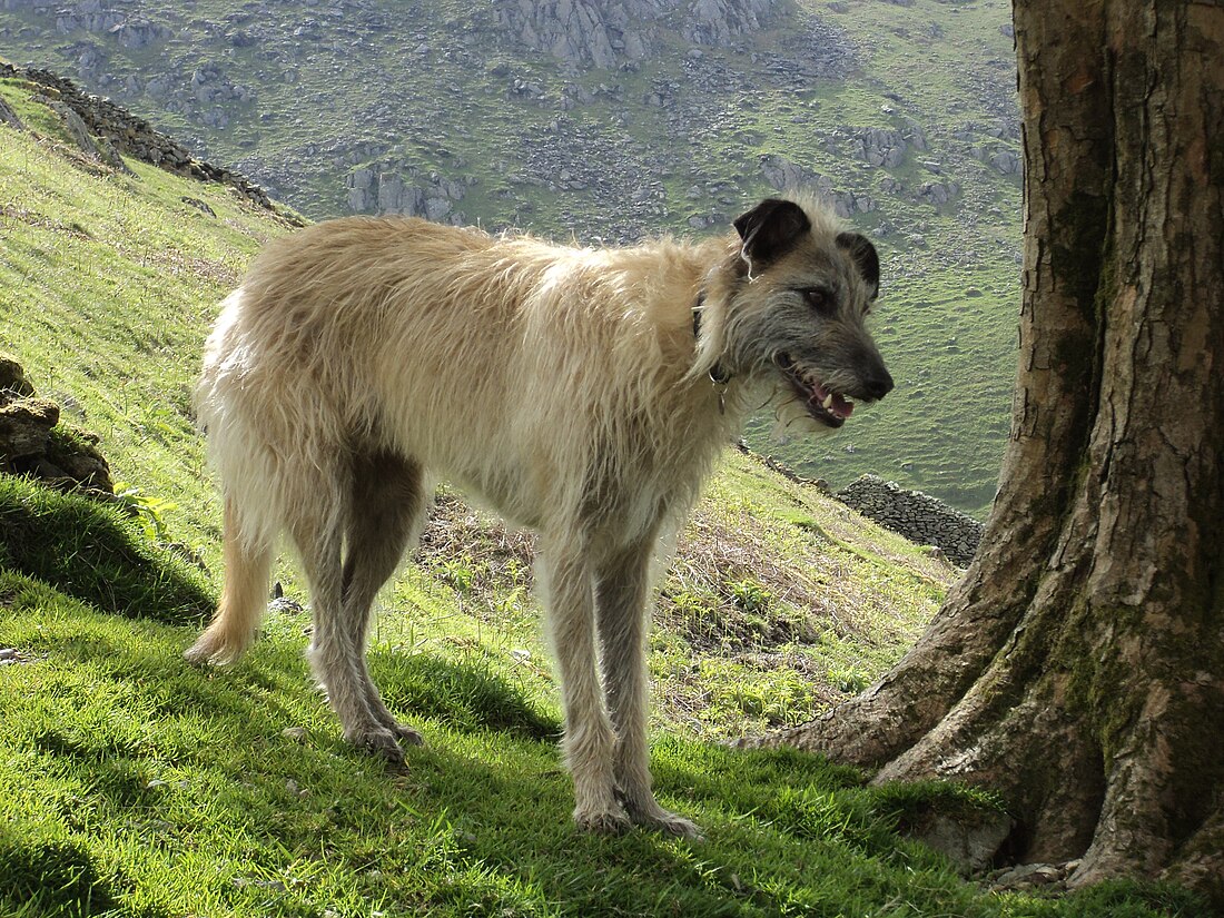 Lurcher